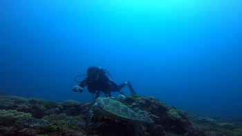 Alfajiri Villas Alfajiri Villas: Taucher neben Meeresschildkröte