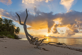 Alphonse Island Lodge: Treibgut