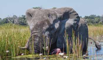 Belmond Eagle Island Lodge: Badespaß