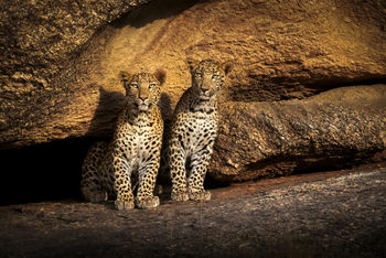 Bera Safari Lodge: Junge Leoparden