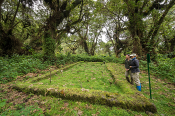 Bisate Lodge: Fundamente von Dian Fossey's Hütte