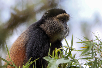Bisate Lodge: Golden Monkey