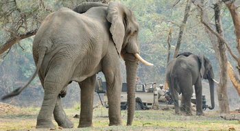 Old Mondoro Camp: Elefantenbullen
