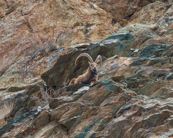 Drenmo Lodge Drenmo Lodge: Steinbock