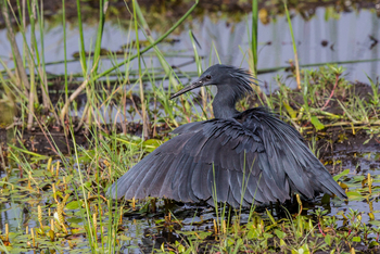Duma Tau Camp: Glockenreiher