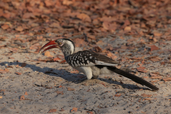 Elephant Pan Camp: Rotschanbeltoko