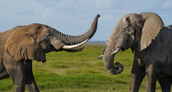 Elewana Tortilis Camp: Elefanten