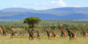 Encounter Mara Camp: Giraffenherde
