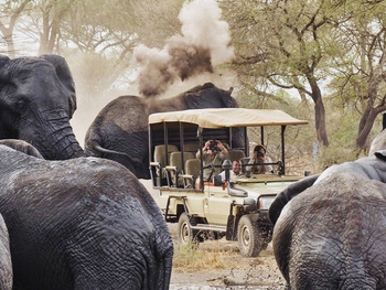 Forest Chem Chem: Umringt von Elefanten