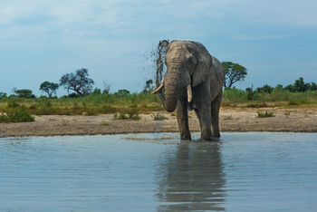 Gomoti Plains Camp: Tiere und Landschaft