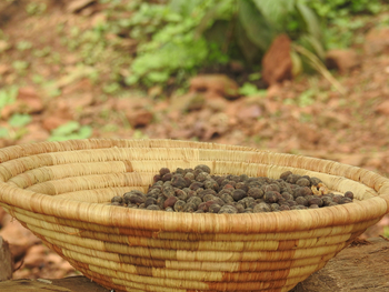 Haven Lodge: Kaffeebohnen