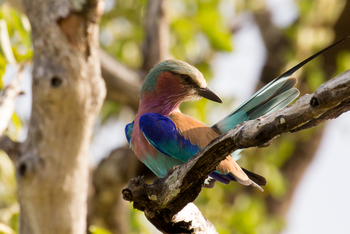 KaingU Safari Lodge: Gabelracke