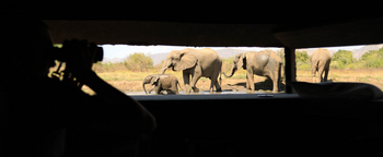Kavinga Safari Camp: Elefanten vor dem Observation Hide
