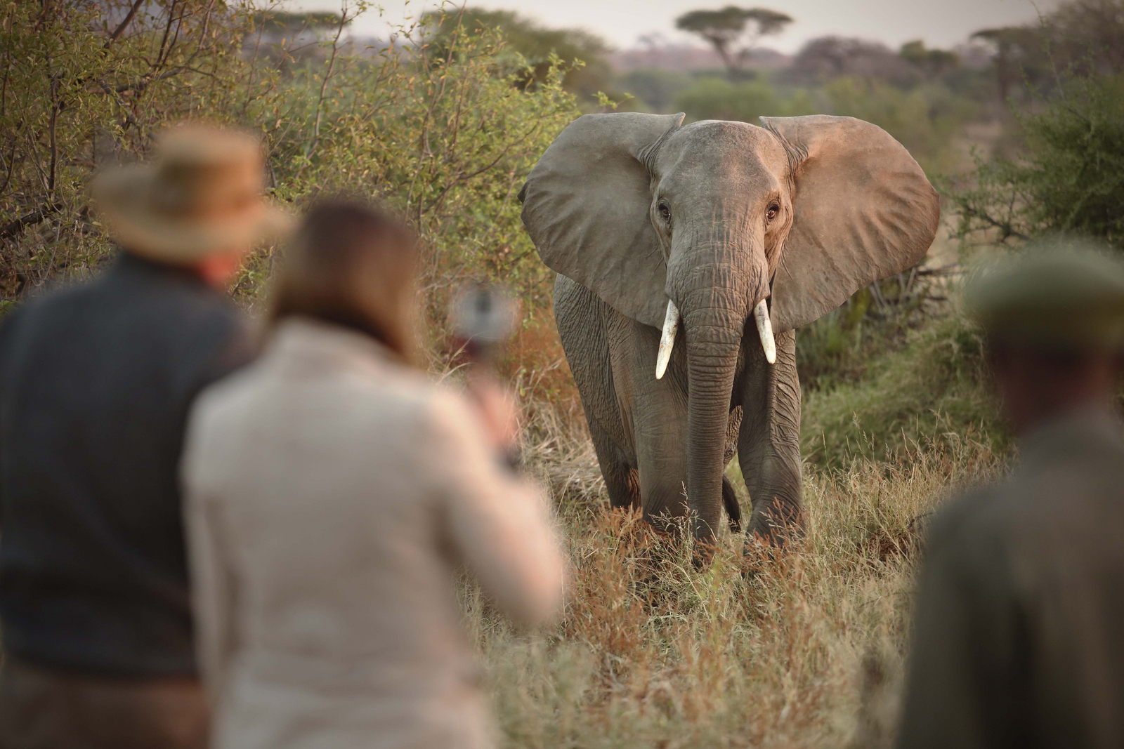 Kichaka Zumbua Camp Kichaka Zumbua Camp: Neugieriger Elefant
