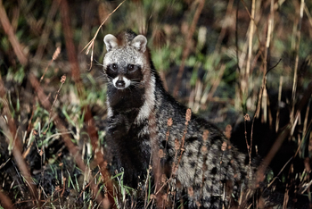 Konkamoya Lodge: Zibetkatze