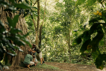 Koroi Forest Camp: Familie und Baum