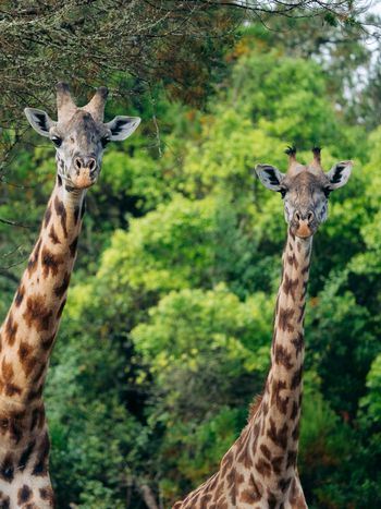 Koroi Forest Camp: Zwei Giraffen von vorne