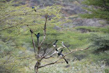 Koros Camp: Starlings and Hornbill