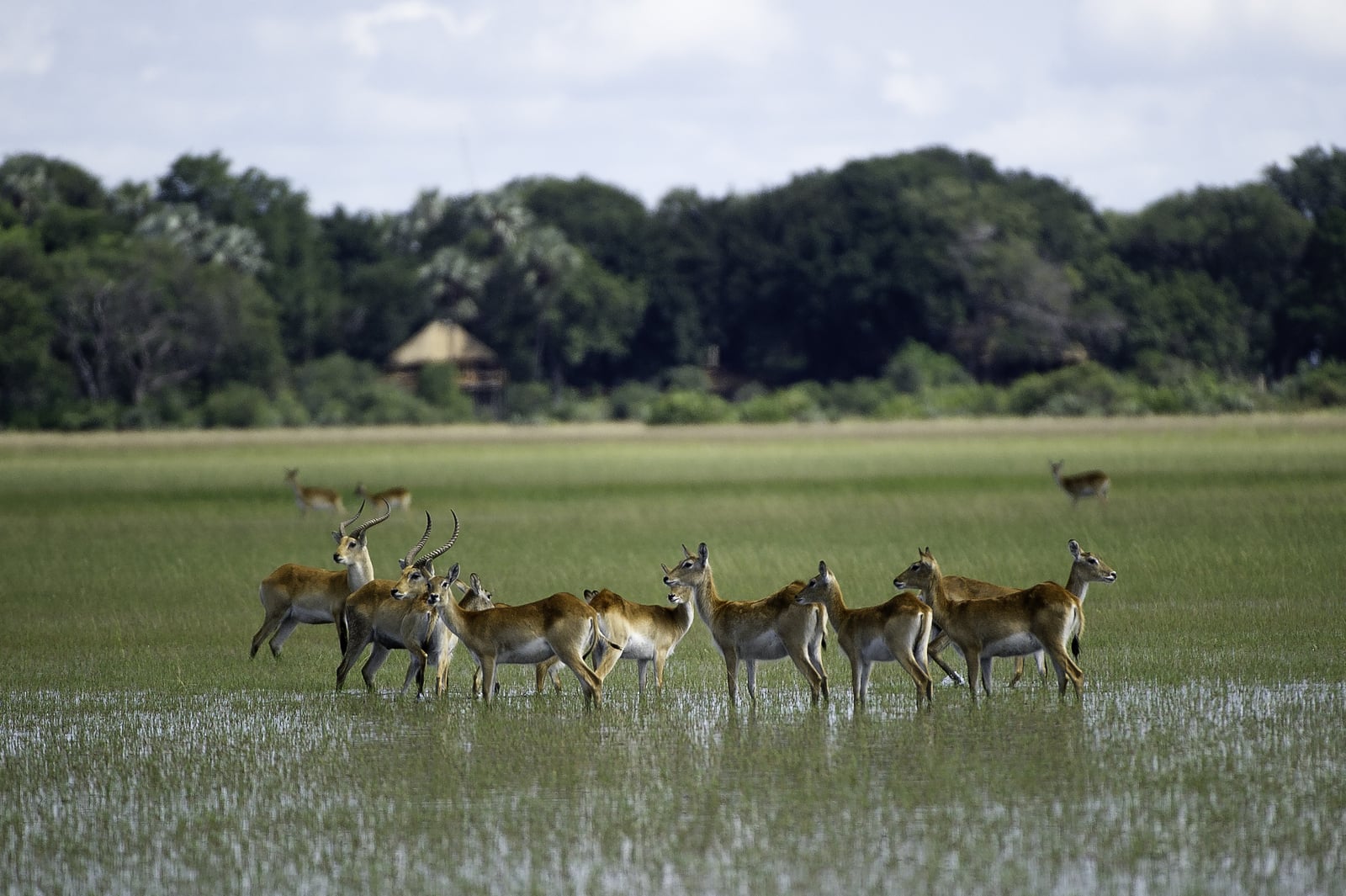 Kwetsani Camp Kwetsani Camp: Red Lechwe im Delta