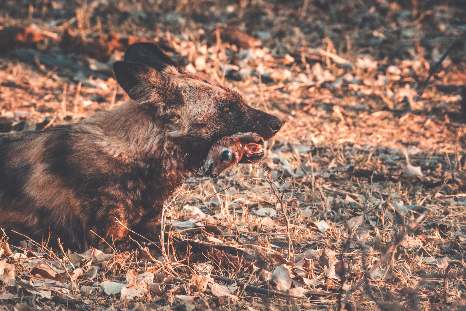 Lagoon Camp Lagoon Camp: Grausam, aber Natur