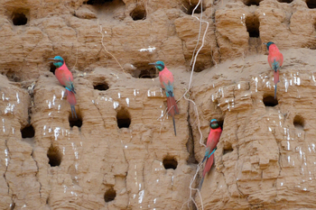 Lale's Camp: Nördliche Karminspinte