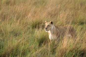 Little Vumbura Camp: Löwin