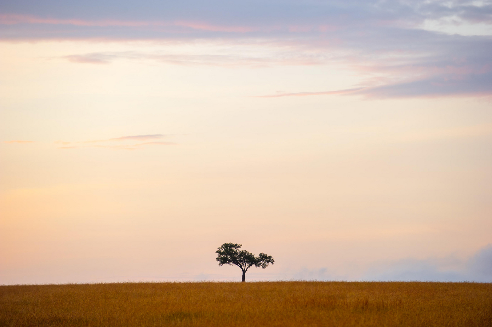 Mara Mara Tented Lodge Mara Mara Tented Lodge: Einzelner Baum