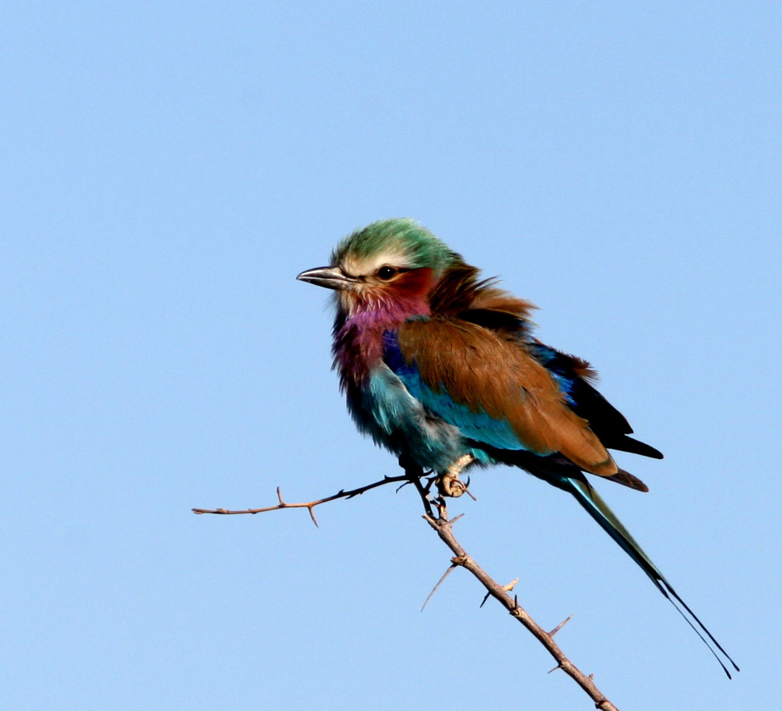 Tuli Safari Lodge Mashatu Tuli Safari Lodge Mashatu: Gabelracke