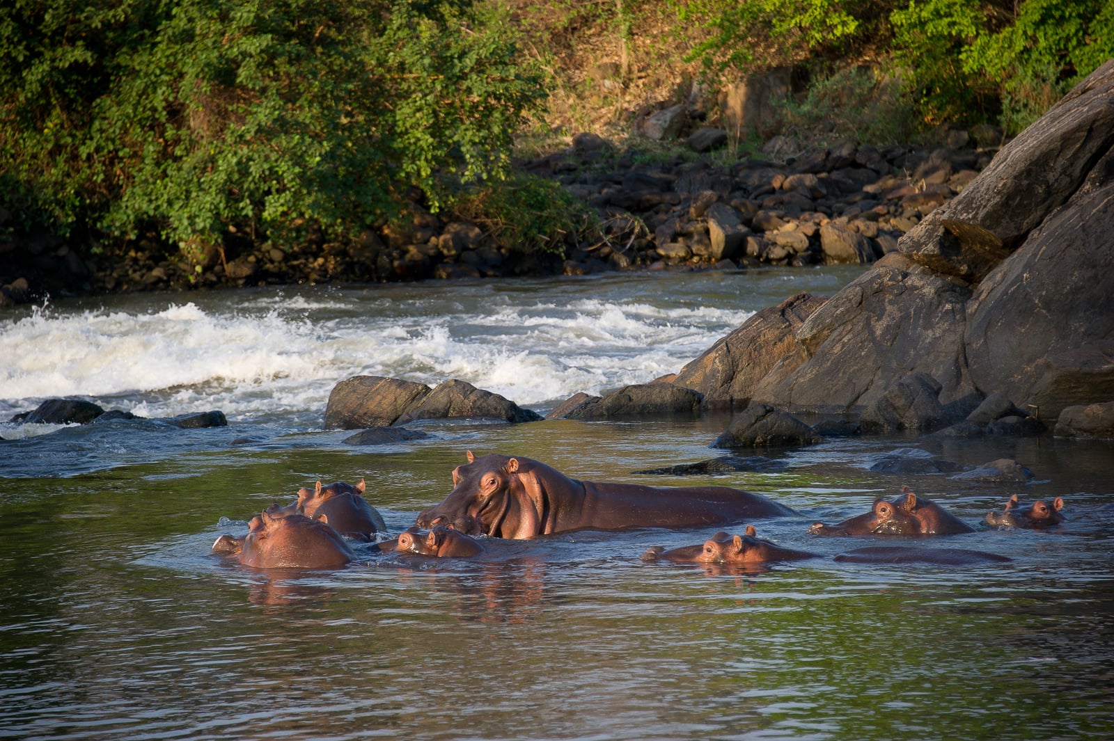 Mkulumadzi Lodge Mkulumadzi Lodge: Nilpferd im Shire River