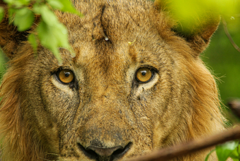 Molori Mashuma: Löwenaugen