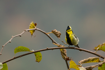 Musa Jungle Retreat Musa Jungle Retreat: Yellow-cheeked Tit