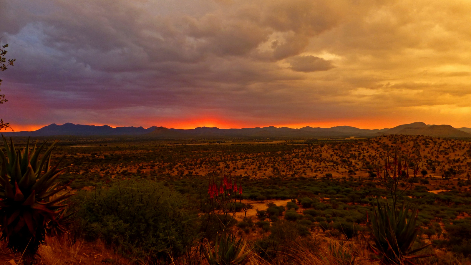 GocheGanas GocheGanas