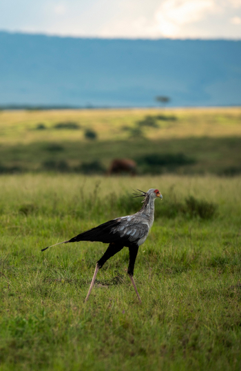 Naibor Camp: Sekretär