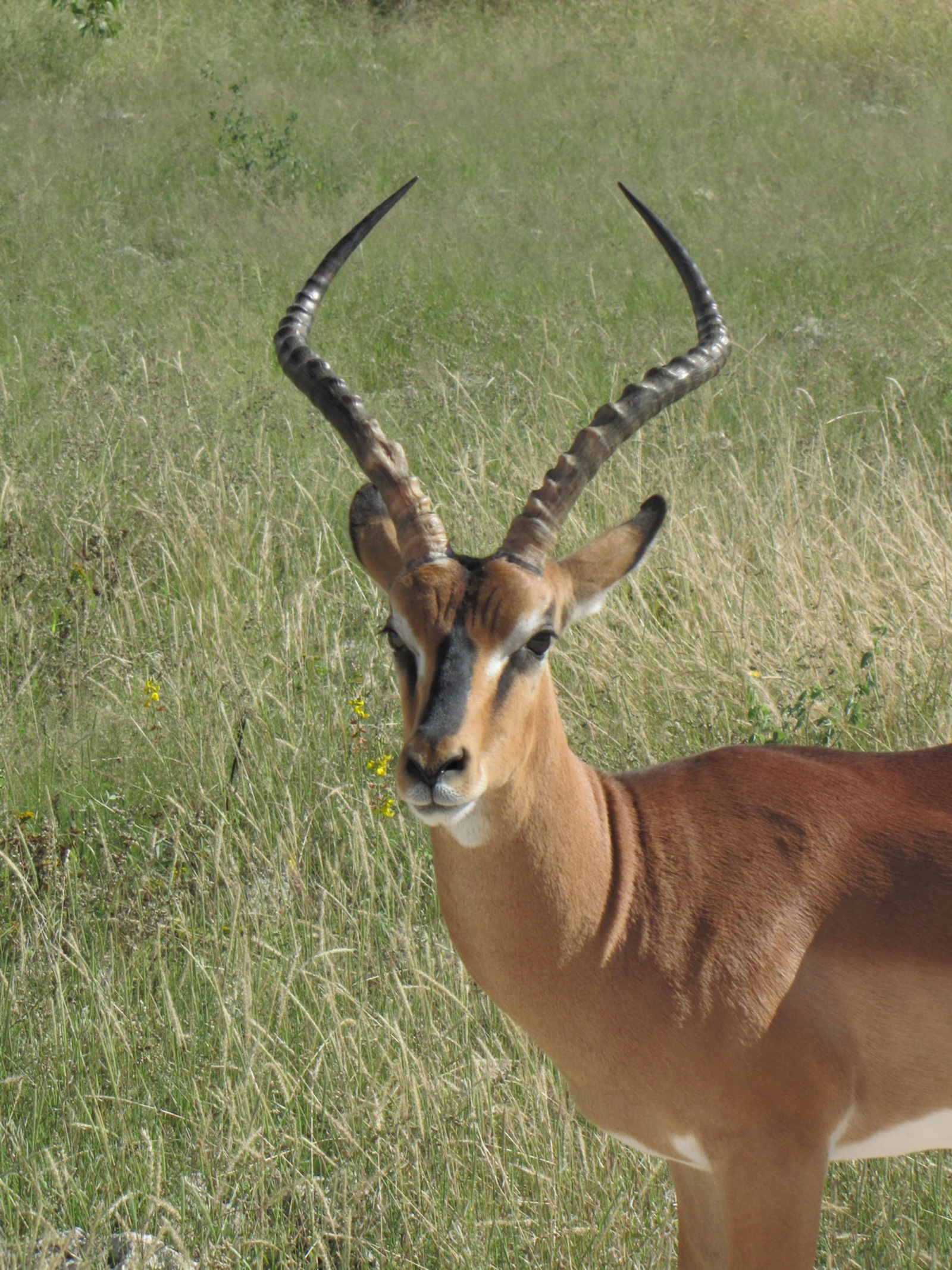 Namutoni Camp Namutoni Camp: Schwarznasenimpala