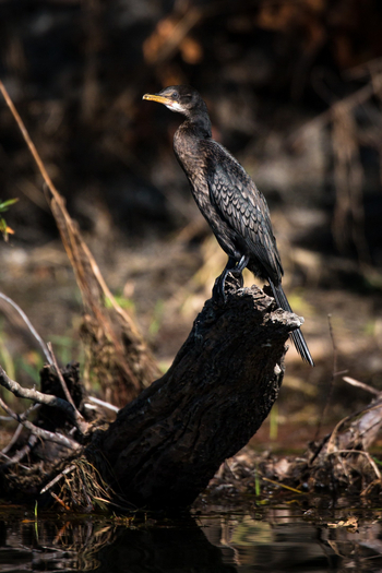 Ntemwa Busanga Bushcamp Ntemwa Busanga Bushcamp: Kormoran