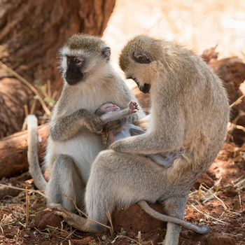 Olkeri Camp: Grüne Meerkatzen