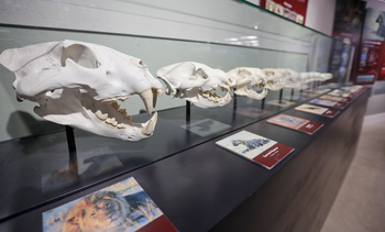 Ongava Reserve: Science Center Löwenschädel