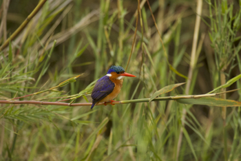 Roots and Journeys: Malachiteisvogel