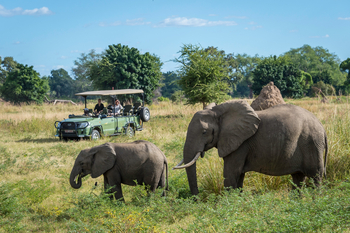 Ruckomechi Camp: Elefanten vor Fahrzeug