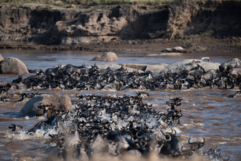 Sayari Camp: Crossing