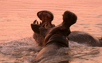 Shenton Safaris: Hippo Hide