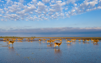 Shoebill Island Camp Shoebill Island Camp: Antilopen auf einer Flutebene