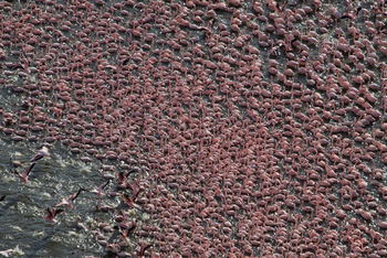 Sirikoi Lodge Sirikoi Lodge: Flamingoes am Turkanasee