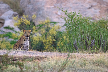 Sujan Jawai: Leopard neben Euphorbien