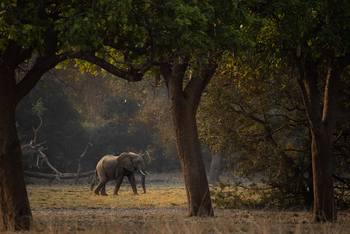 Sungani Lodge Sungani Lodge: Elefant