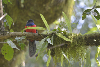 Hatari Lodge: Bar-Tailed Trogon
