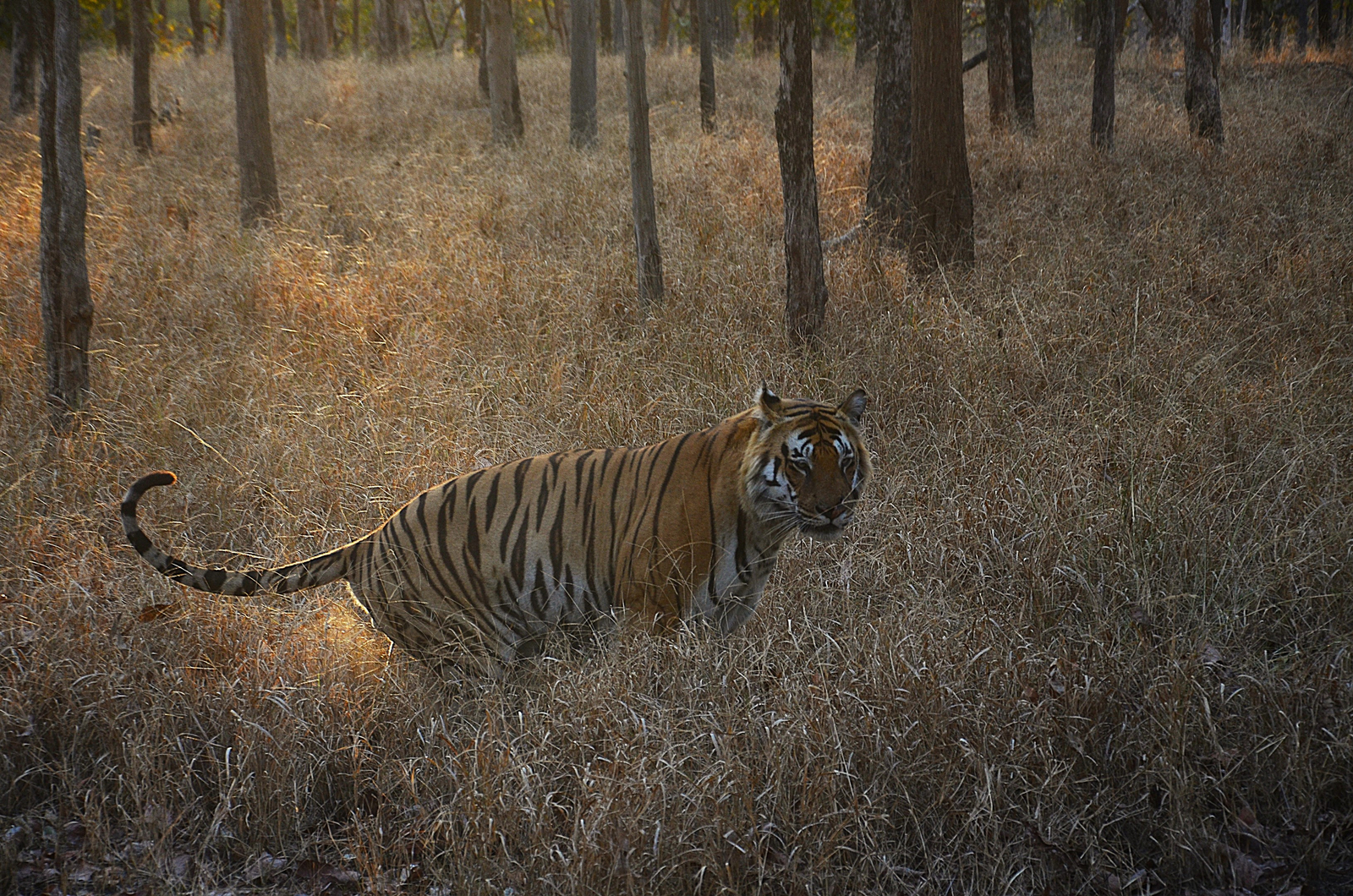 Tathastu Resort Pench Tathastu Resort Pench: Marking the Territory