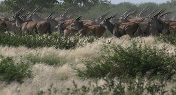Tau Pan Camp Tau Pan Camp: Elenantilopen
