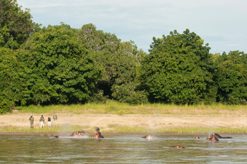 Time + Tide South Luangwa Time + Tide South Luangwa: Walking Safari