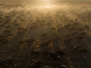 Wilderness Mokete Camp: Gegenlich auf einer Büffelherde
